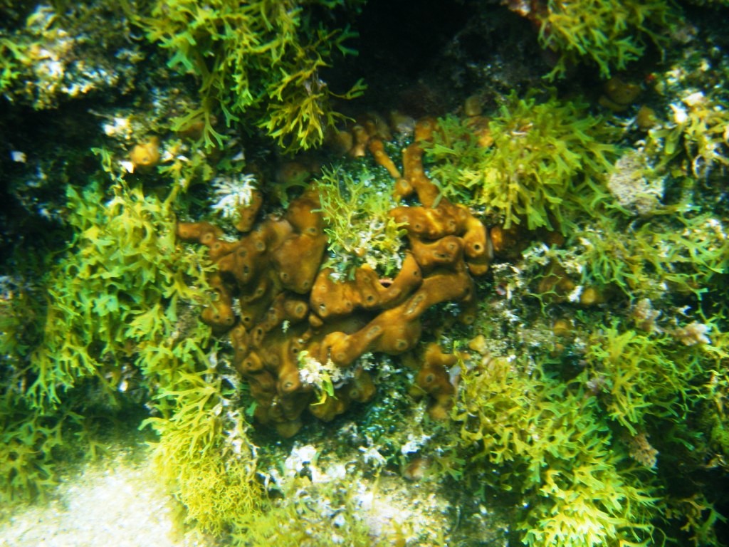 Chondrilla nucula Schmidt, 1862